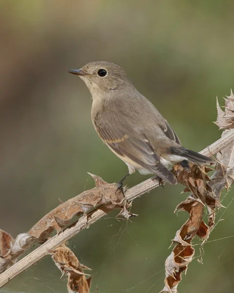 Κόκκινο-breasted flycatcher (Ficedula parva) — Φωτογραφία Αρχείου