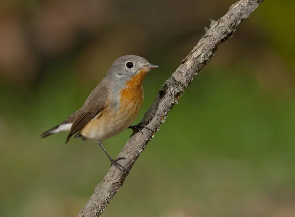 Pechuga roja (Ficedula parva ) —  Fotos de Stock