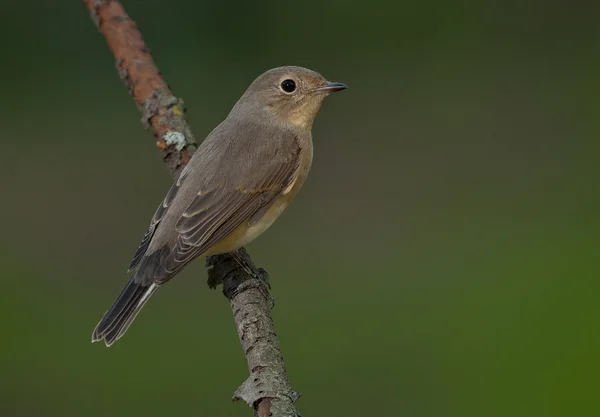 Κόκκινο-breasted flycatcher (Ficedula parva) — Φωτογραφία Αρχείου