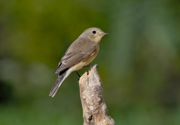 Κόκκινο-breasted flycatcher (Ficedula parva) — Φωτογραφία Αρχείου