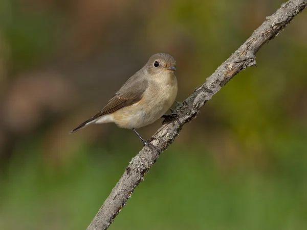 Mindre flugsnappare (Ficedula parva) — Stockfoto