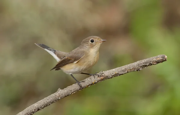 Apanhador de moscas de peito vermelho (Ficedula parva ) — Fotografia de Stock