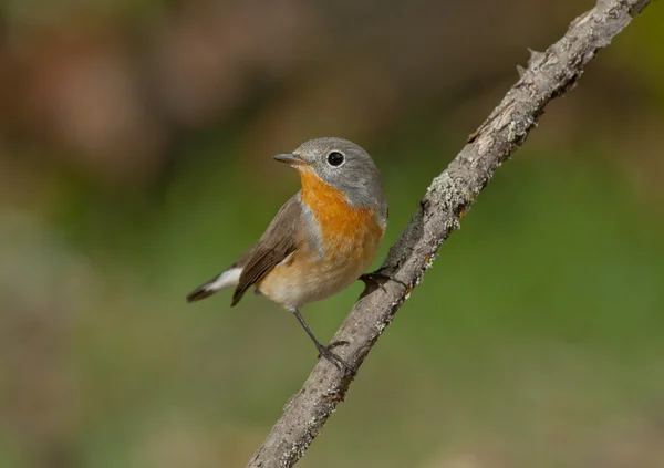 Rotbrustschnäpper (ficedula parva)) — Stockfoto