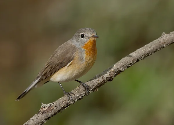 Rotbrustschnäpper (ficedula parva)) — Stockfoto