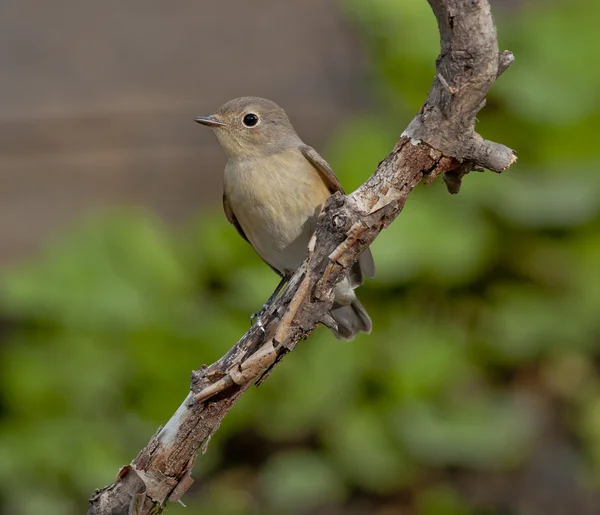 Moucherolle à poitrine rouge (Ficedula parva ) — Photo