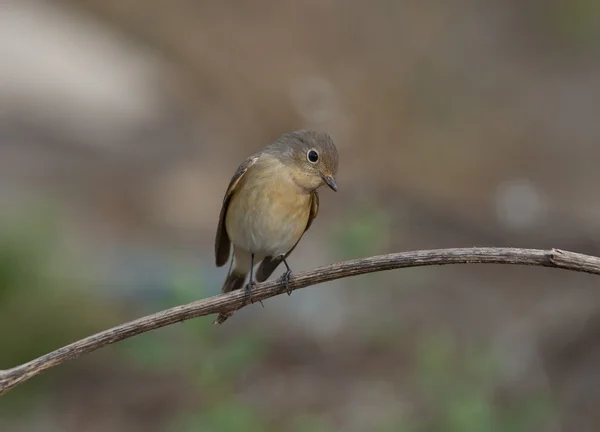 Red-breasted flycatcher (Ficedula parva) — Stock Photo, Image