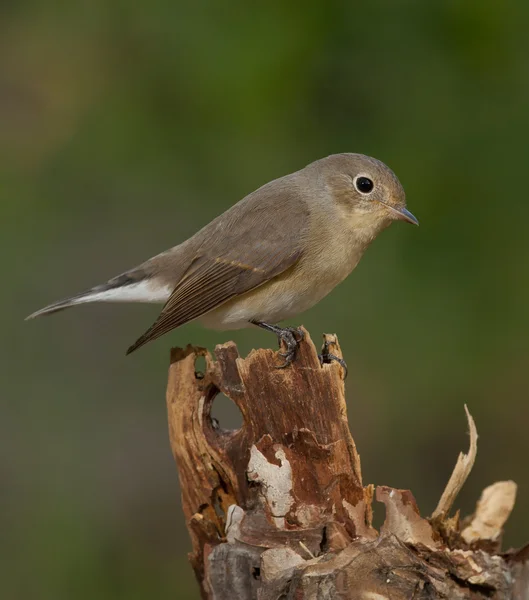 Κόκκινο-breasted flycatcher (Ficedula parva) — Φωτογραφία Αρχείου