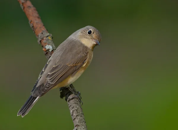 Красногрудая мухоловка (Ficedula parva ) — стоковое фото