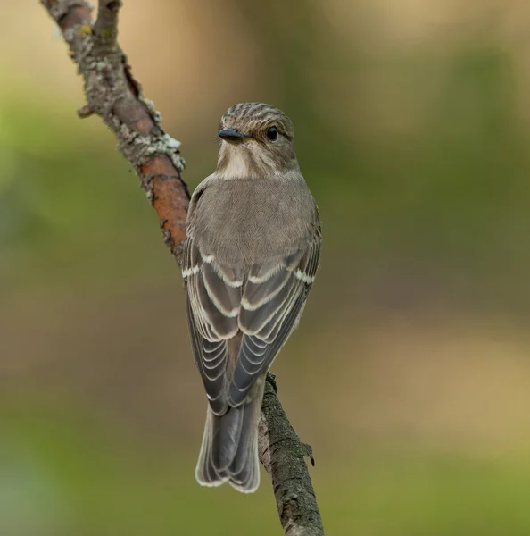 Lejsek šedý (muscicapa striata) — Stock fotografie