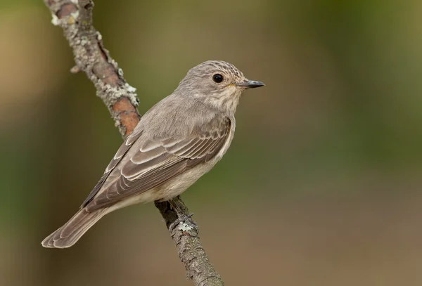 Пятнистая мухоловка (Muscicapa striata ) — стоковое фото