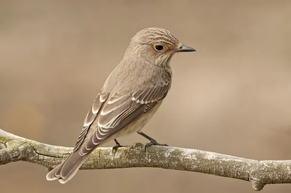 Moucherolle tacheté (Muscicapa striata ) — Photo