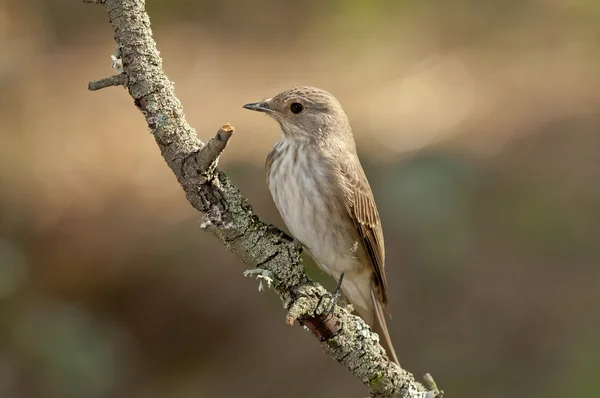 Flugsnappare (muscicapa striata) — Stockfoto