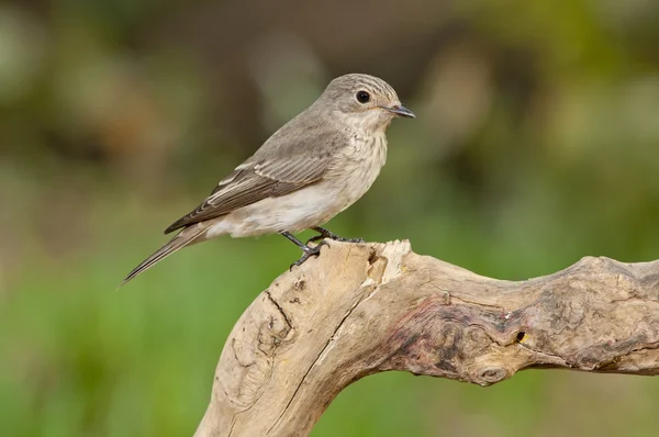 Muchołówka szara (muscicapa striata) — Zdjęcie stockowe