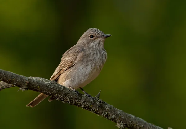 Muchołówka szara (muscicapa striata) — Zdjęcie stockowe