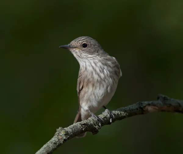 Benekli sinekkapan (muscicapa striata) — Stok fotoğraf