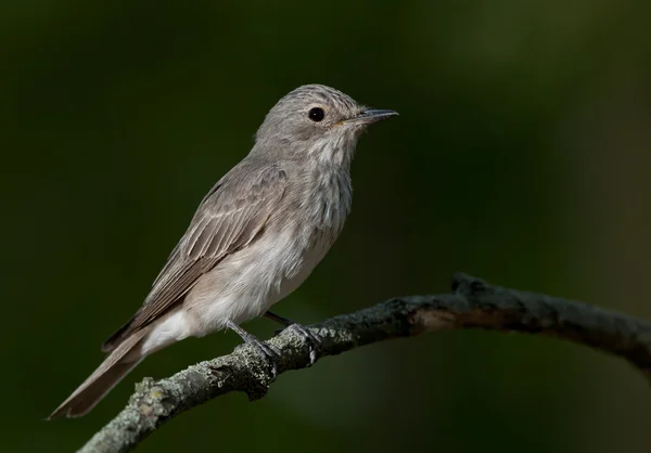 Spotted flycatcher (Muscicapa striata) — Stock Photo, Image