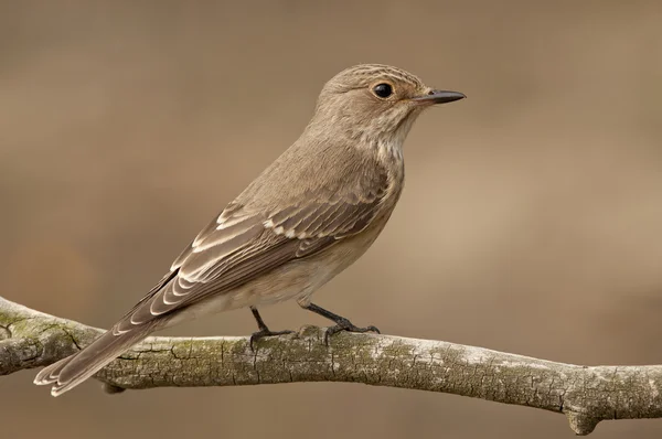 Плямистий мухоловка (Muscicapa striata ) — стокове фото