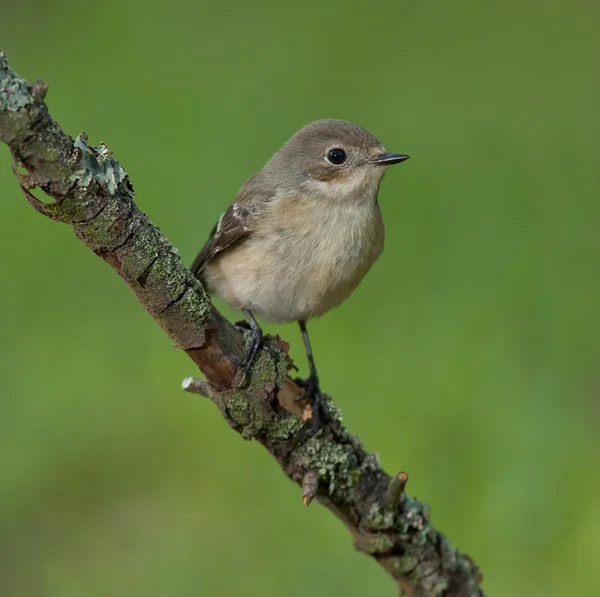 ヨーロッパのフライキャッチャー（Ficedula hypoleuca）) — ストック写真