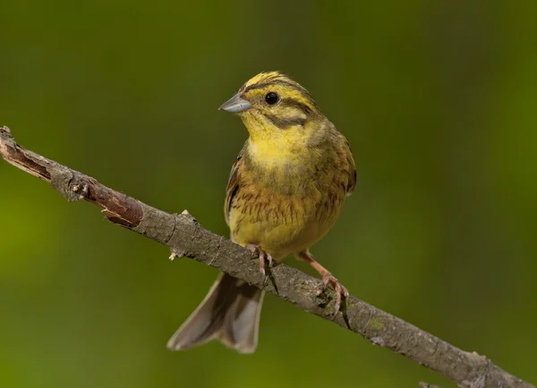 Escribano cerillo (Emberiza citrinella) — Foto de Stock