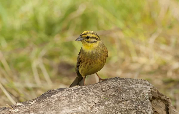 Maruca-amarela (Emberiza citrinella ) — Fotografia de Stock