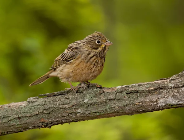 Ortolan, u ortolan bunting (Emberiza hortulana ) — Foto de Stock