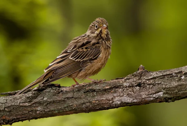 Ortolan, u ortolan bunting (Emberiza hortulana ) — Foto de Stock