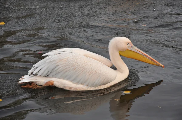 Pelikan różowy, lub Pelikan różowy (Pelecanus onocrotalus) — Zdjęcie stockowe