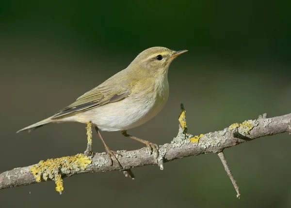 Willow warbler (Phylloscopus trochilus) — Stock Photo, Image