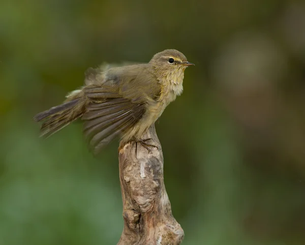 Chiffchaff comune (Phylloscopus collybita) — Foto Stock