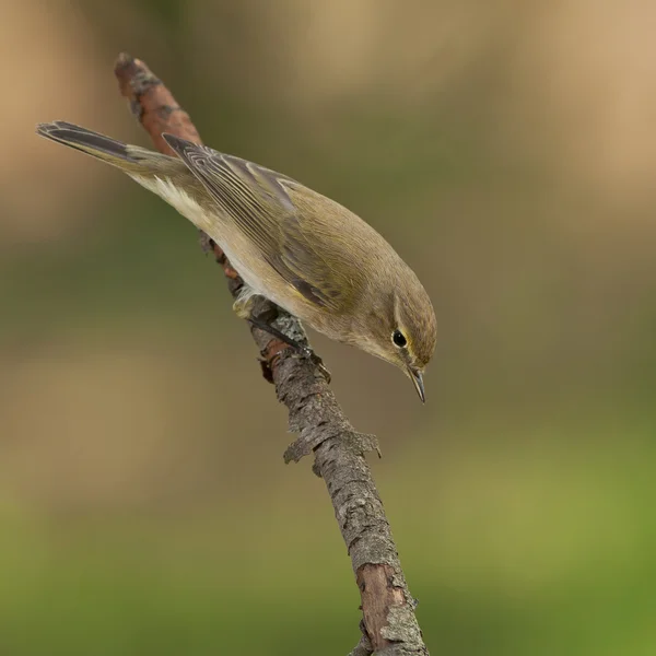 Chiffchaff obecný (Phylloscopus collybita) — Stock fotografie