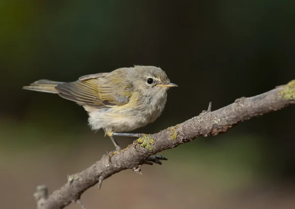 Chiffchaff obecný (Phylloscopus collybita) — Stock fotografie