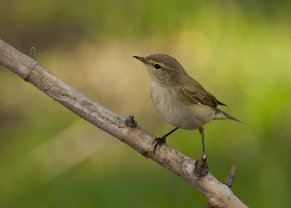 Frequentes chiffchaff (Phylloscopus collybita) — Fotografia de Stock