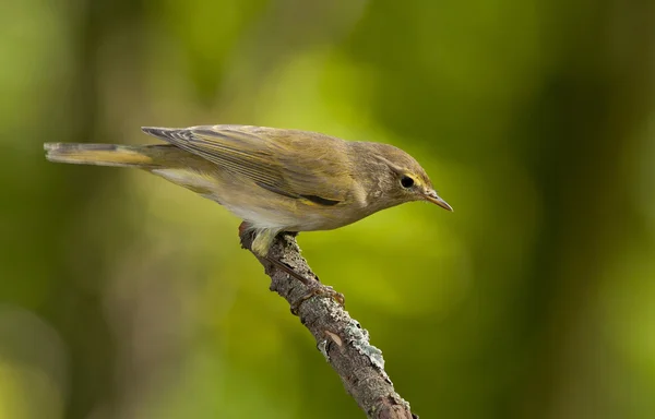 Chiffchaff obecný (Phylloscopus collybita) — Stock fotografie