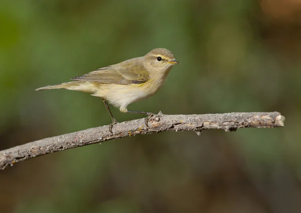 일반적인 chiffchaff (phylloscopus collybita) — 스톡 사진