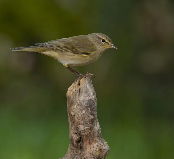 Chiffchaff obecný (Phylloscopus collybita) — Stock fotografie