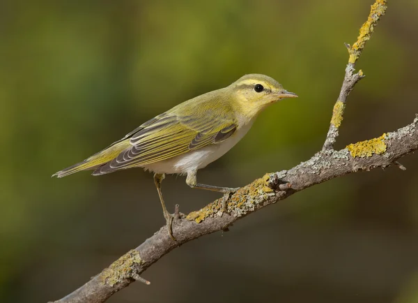 Grönsångare (Phylloscopus sibilatrix) — Stockfoto