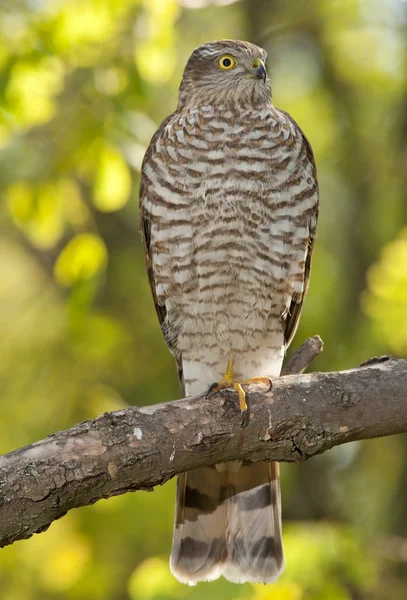 Спарроухоук (Accipiter nisus ) — стоковое фото