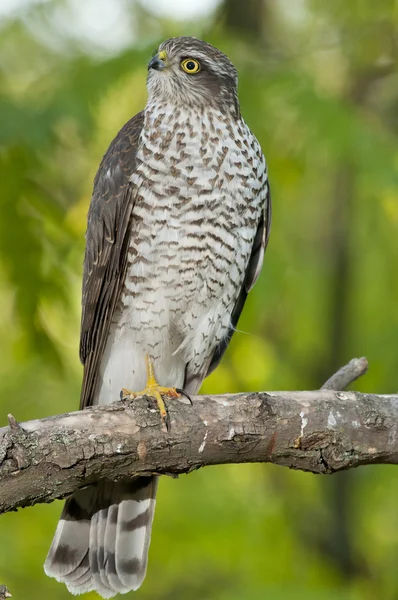 Krahujec obecný (Accipiter nisus) — Stock fotografie