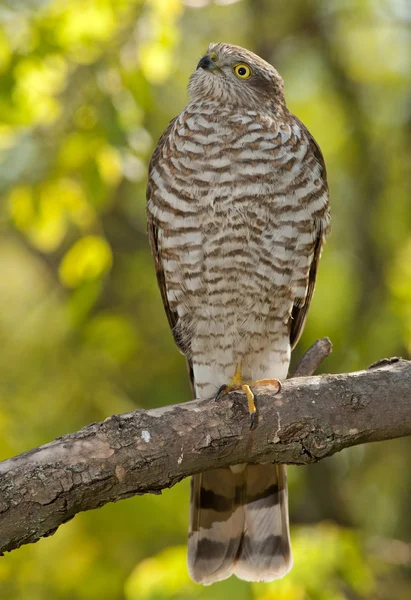 Спарроухоук (Accipiter nisus ) — стоковое фото