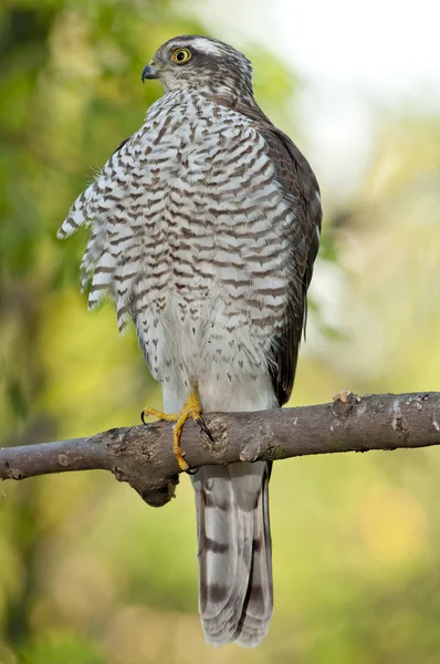 Спарроухоук (Accipiter nisus ) — стоковое фото