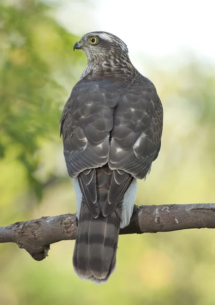 Épervier d'Eurasie (Accipiter nisus ) — Photo