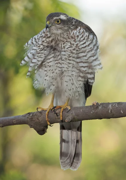 Eurasian sparrowhawk (Accipiter nisus) — Stock Photo, Image