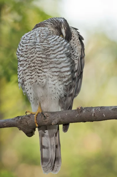 Спарроухоук (Accipiter nisus ) — стоковое фото