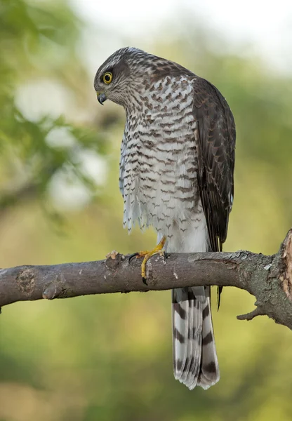 Krahujec obecný (Accipiter nisus) — Stock fotografie