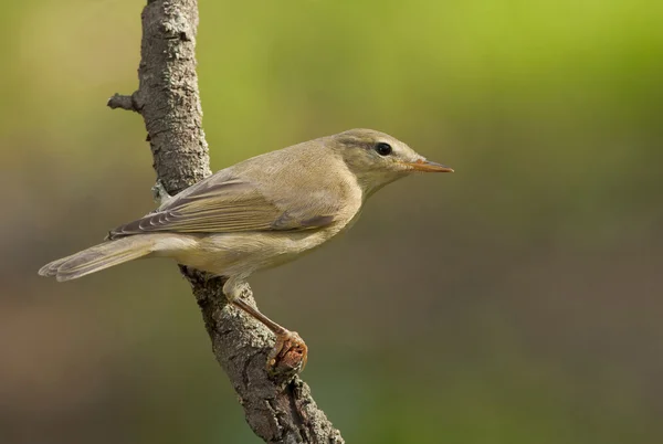 Ωδικό πτηνό Icterine (Hippolais icterina) — Φωτογραφία Αρχείου