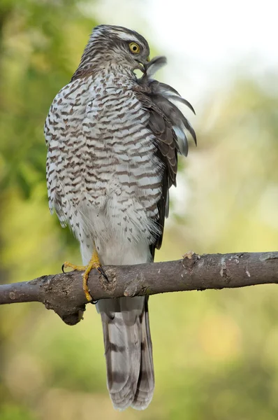 Krahujec obecný (Accipiter nisus) — Stock fotografie