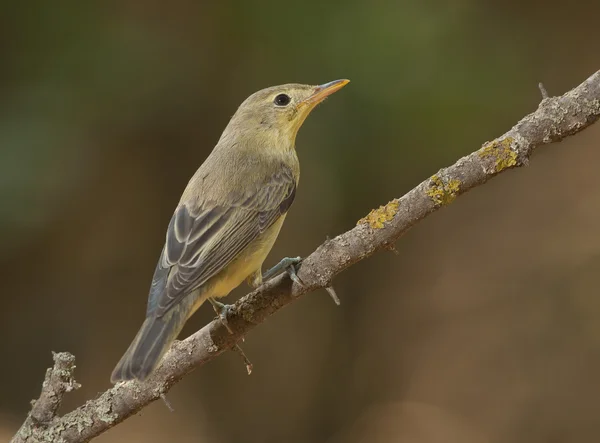 Icterine 莺 (Hippolais icterina) — 图库照片