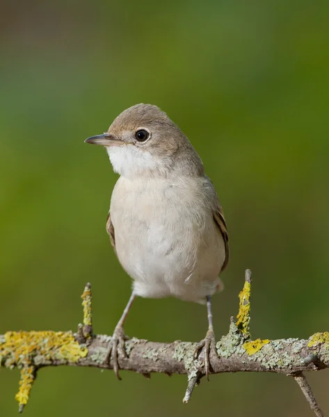 Gola bianca comune (Sylvia communis) — Foto Stock