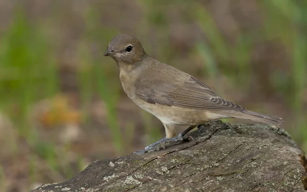 Parula da giardino (Sylvia borin ) — Foto Stock