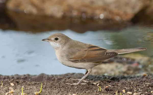 Râpe blanche (Sylvia communis)) — Photo